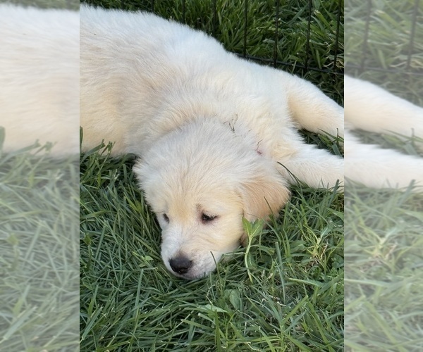 Medium Photo #4  Breeder Profile in HOLLY SPRINGS, NC, USA