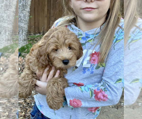 Medium Photo #13  Breeder Profile in HALTOM CITY, TX, USA