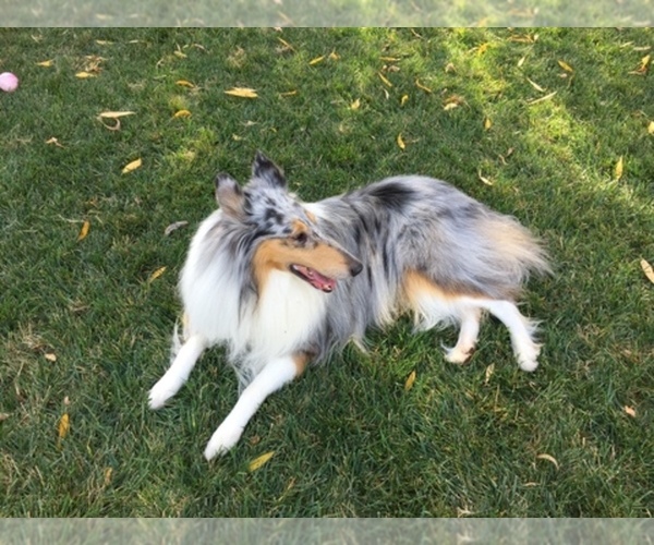 Medium Photo #1  Breeder Profile in CARMICHAEL, CA, USA