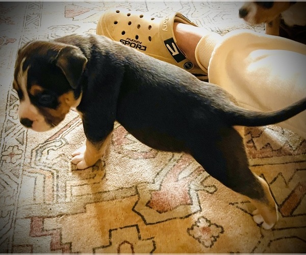 Medium Photo #40  Breeder Profile in FORT MITCHELL, AL, USA