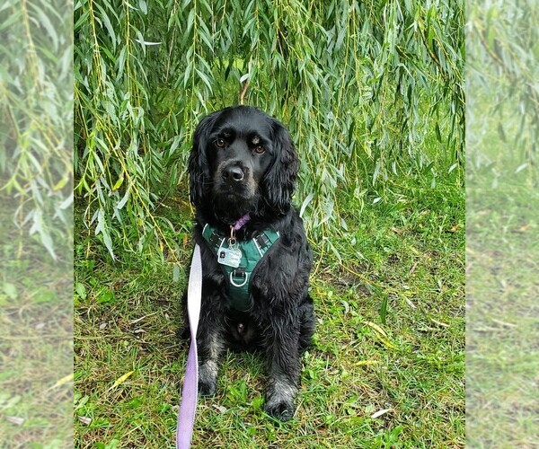Medium Photo #27  Breeder Profile in Aylmer, Ontario, Canada