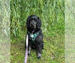Small #26 Breeder Profile image