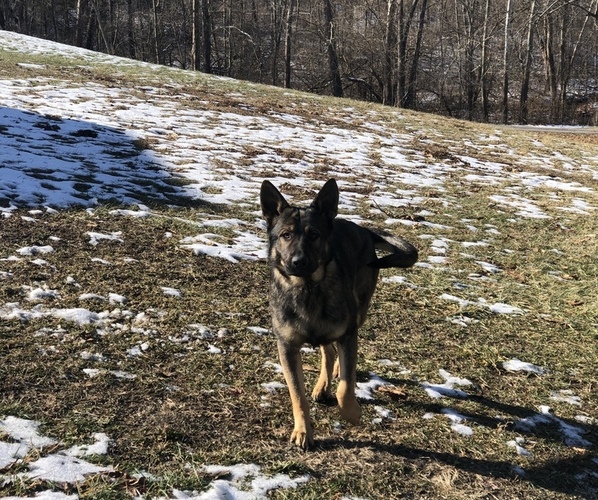 Medium Photo #1  Breeder Profile in MILAN, IN, USA