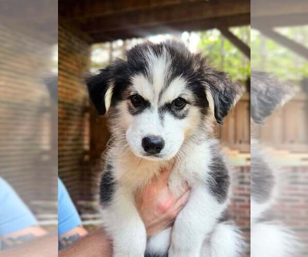Medium Photo #7  Breeder Profile in HICKORY, NC, USA