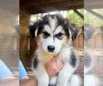 Small #6 Breeder Profile image
