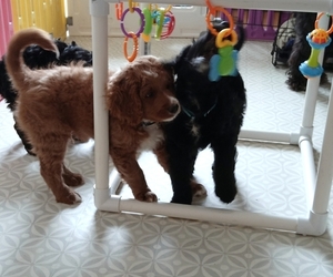 Bernedoodle Dog Breeder near GRAND BLANC, MI, USA