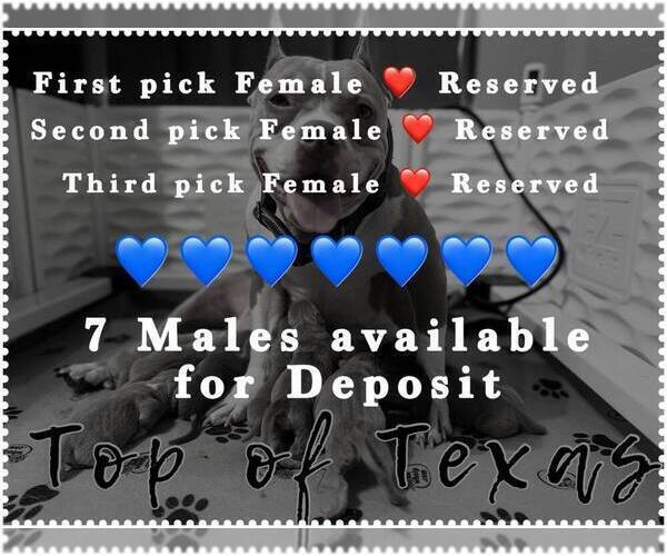 Medium Photo #8  Breeder Profile in HOWE, TX, USA