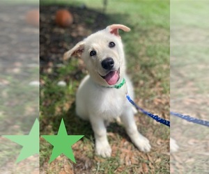 German Shepherd Dog Dog Breeder near ALACHUA, FL, USA