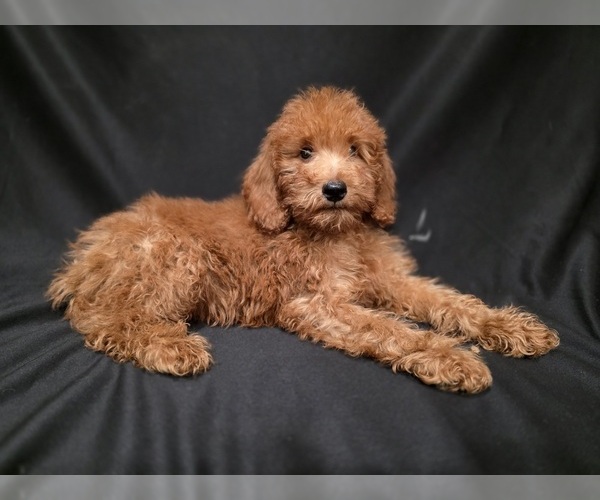 Medium Photo #2  Breeder Profile in DUBLIN, TX, USA