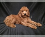 Small #1 Breeder Profile image
