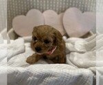 Small #10 Breeder Profile image