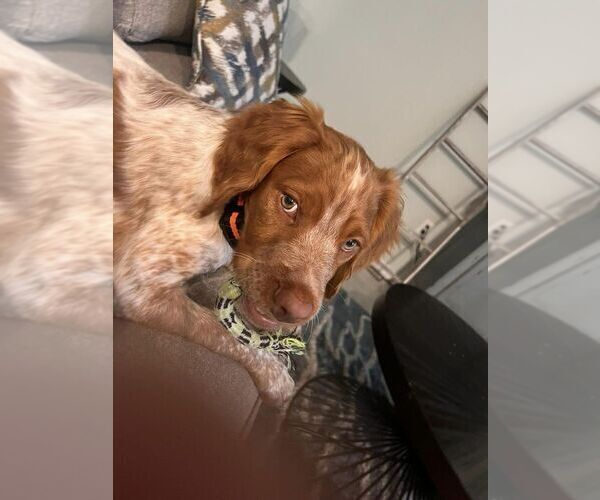 Medium Photo #153  Breeder Profile in HORTENSE, GA, USA