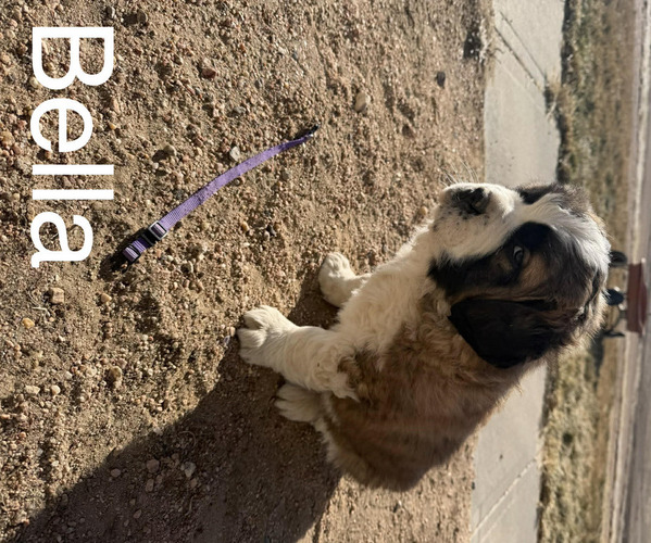 Medium Photo #18  Breeder Profile in OTIS, CO, USA