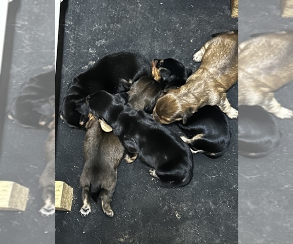 Medium Photo #1  Breeder Profile in MIDLAND, NC, USA