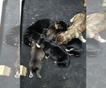 Small breeder photo