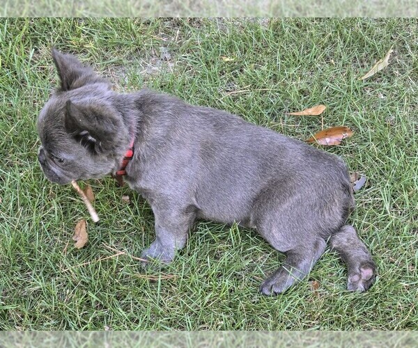 Medium Photo #7  Breeder Profile in COLUMBUS, GA, USA