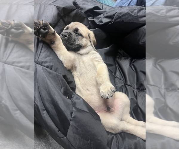 Medium Photo #1  Breeder Profile in LORAIN, OH, USA
