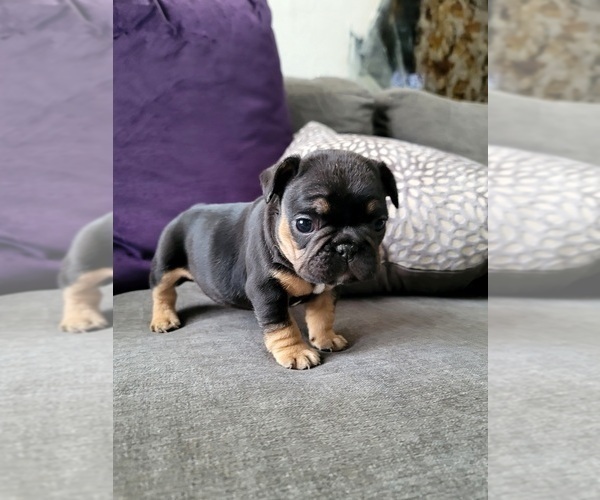 Medium Photo #7  Breeder Profile in LAS VEGAS, NV, USA