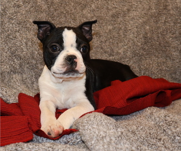 Medium Photo #10  Breeder Profile in THORP, WI, USA