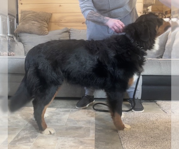 Medium Photo #2  Breeder Profile in LEBANON, OH, USA
