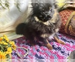 Small #12 Breeder Profile image