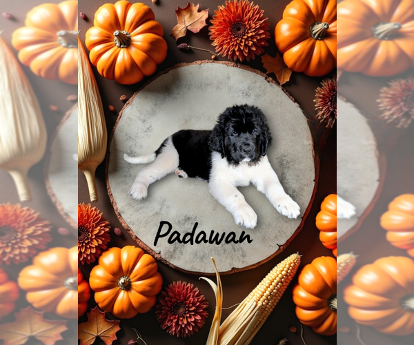 Medium Photo #5  Breeder Profile in LAS VEGAS, NV, USA