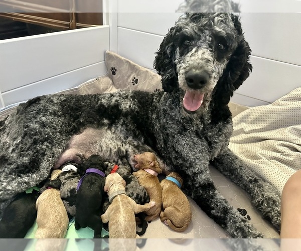 Medium Photo #16  Breeder Profile in POWELL, TN, USA