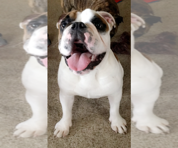 Medium Photo #1  Breeder Profile in HOOVERSVILLE, PA, USA