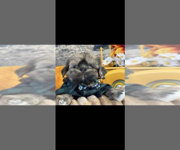 Medium Photo #7  Breeder Profile in SANDOWN, NH, USA
