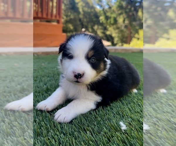 Medium Photo #12  Breeder Profile in CRESTLINE, CA, USA