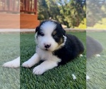 Small #11 Breeder Profile image
