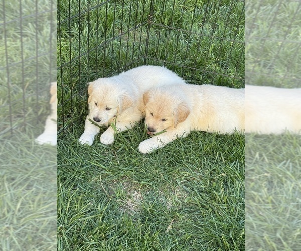 Medium Photo #5  Breeder Profile in HOLLY SPRINGS, NC, USA