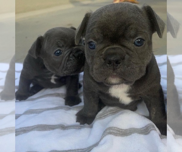 Medium Photo #1  Breeder Profile in FRESNO, CA, USA