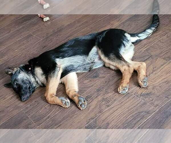Medium Photo #2  Breeder Profile in ONEONTA, NY, USA