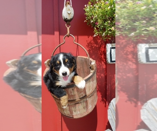 Medium Photo #1  Breeder Profile in HARRISONVILLE, MO, USA