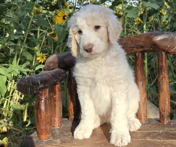Medium Photo #2  Breeder Profile in GARDNERVILLE, NV, USA