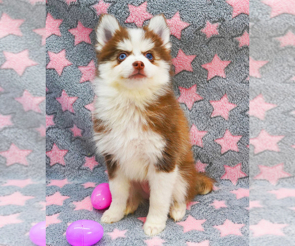 Medium Photo #4  Breeder Profile in NASHUA, NH, USA