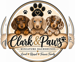 Dachshund Dog Breeder near ROCKWALL, TX, USA