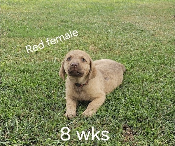 Medium Photo #10  Breeder Profile in Cordele, GA, USA