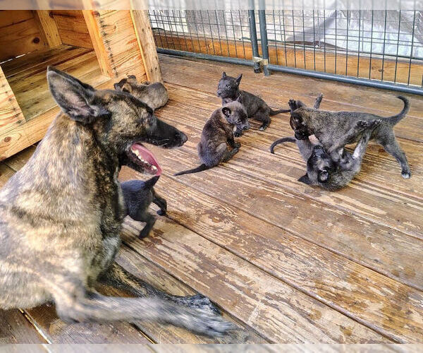 Medium Photo #2  Breeder Profile in COMMERCE, GA, USA