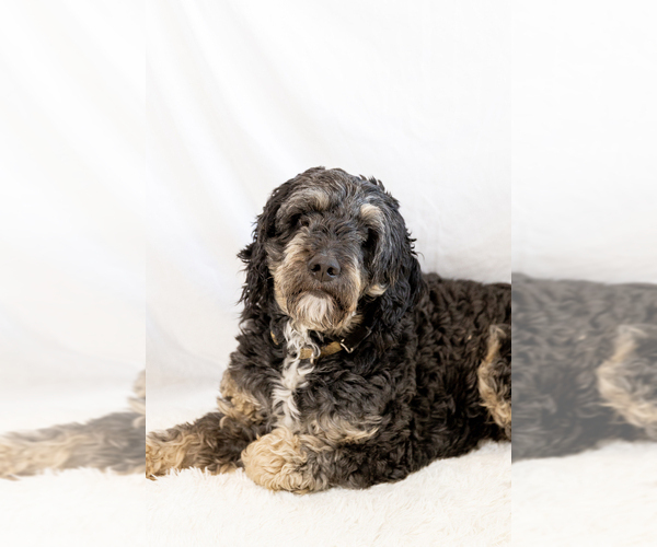 Medium Photo #11  Breeder Profile in WEST JORDAN, UT, USA