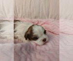 Small #2 Breeder Profile image