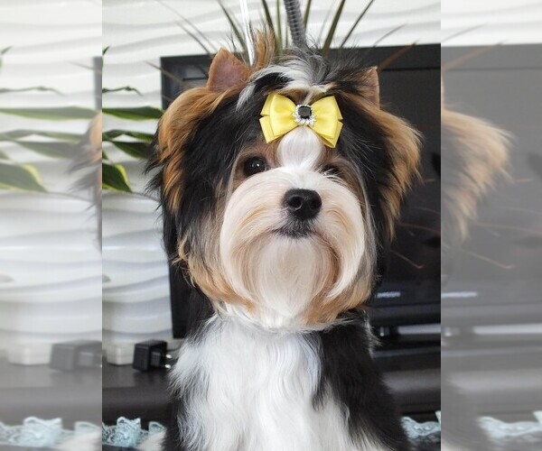 Medium Photo #17  Breeder Profile in TEMPE, AZ, USA