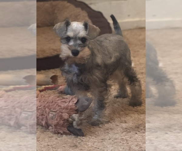 Medium Photo #3  Breeder Profile in FAIRFIELD, CA, USA