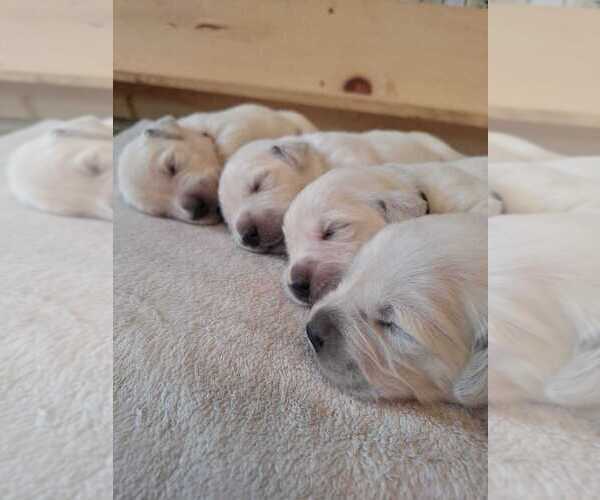 Medium Photo #4  Breeder Profile in BEDFORD, PA, USA