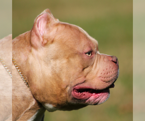 Medium Photo #1  Breeder Profile in CHESTER, PA, USA