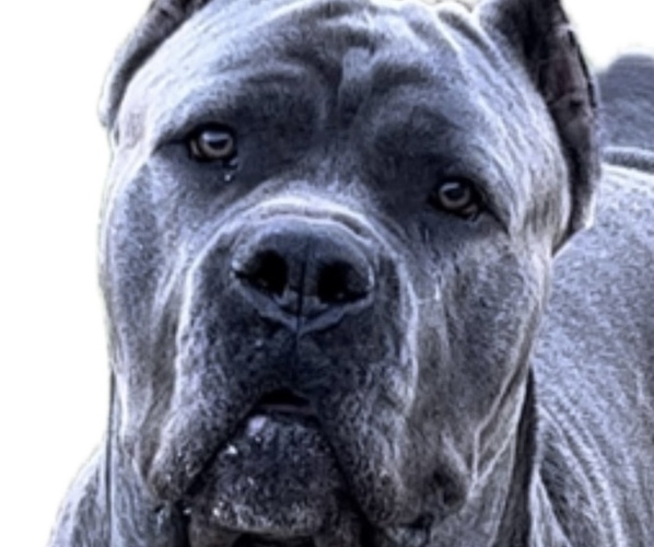 Medium Photo #17  Breeder Profile in DAYTON, TX, USA