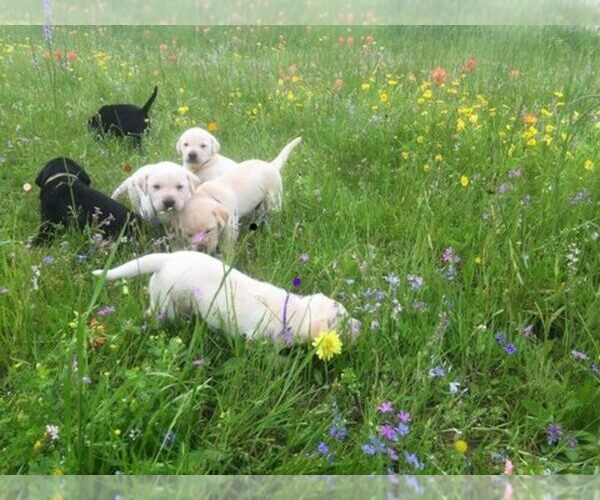 Medium Photo #1  Breeder Profile in GROESBECK, TX, USA