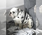 Small #6 Breeder Profile image
