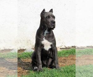 Main photo of Cane Corso Dog Breeder near ENNIS, TX, USA